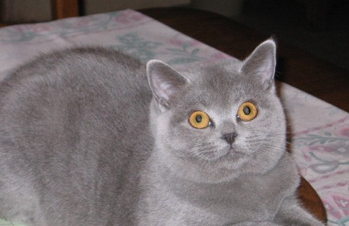 British Shorthair British Shorthair Cattery British Shorthair